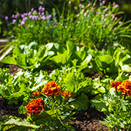 Aménagez votre potager